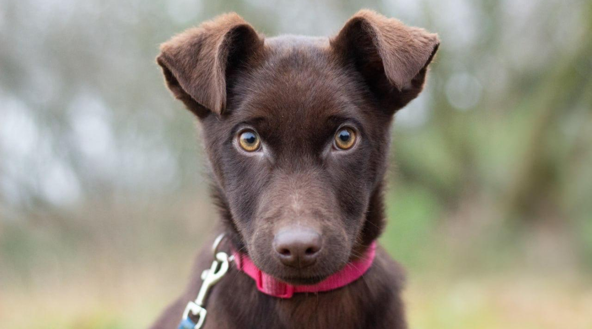 Chiens à adopter